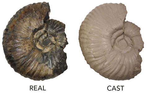 cast science definition